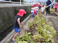 幼稚園の畑に行った幼児の写真