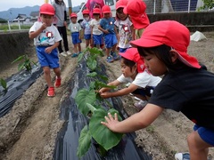 幼稚園の畑に行った幼児の写真