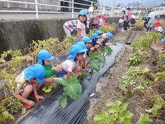 幼稚園の畑に行った幼児の写真