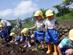 ジャガイモ収穫をしている幼児の写真