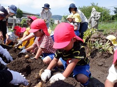 ジャガイモ収穫をしている幼児の写真