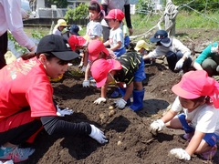 ジャガイモ収穫をしている幼児の写真