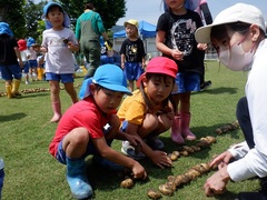 ジャガイモを並べる幼児の写真