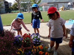 パンジーの花を見ている幼児の写真