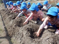 里芋植えをしている幼児の写真