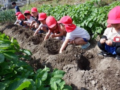 里芋植えをしている幼児の写真