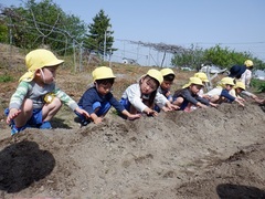 里芋植えをしている幼児の写真