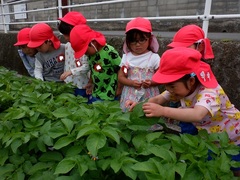 畑で以前に植えたジャガイモの様子を見ている幼児の写真