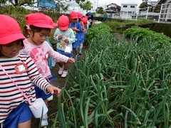 幼稚園の周辺で散歩をしている幼児の写真