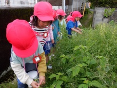 幼稚園の周辺で散歩をしている幼児の写真