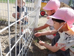 うさぎにえさをあげる幼児の写真