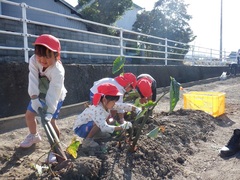 里芋収穫の写真