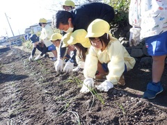 タマネギ植えの写真