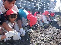 タマネギ植えの写真