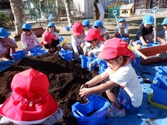 チューリップ植えをしている幼児の写真