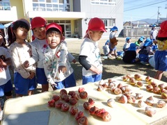 チューリップ植えをしている幼児の写真