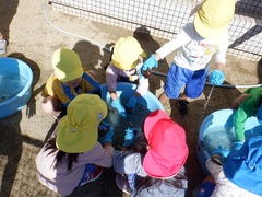 里芋を洗う幼児の写真