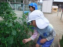 豆を収穫している様子