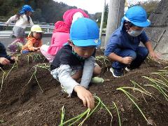 タマネギ植えの様子