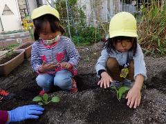 野菜を植える様子