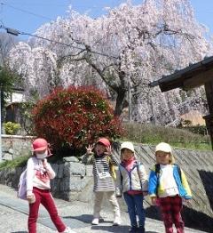 枝垂桜の様子