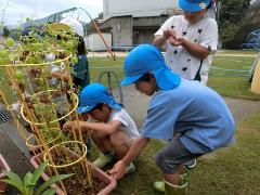 フウセンカズラの種取りの様子