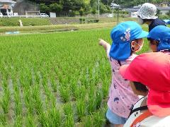 田んぼの様子