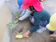 葉ぼたんを植えている様子