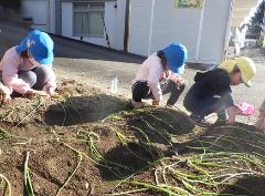 タマネギを植える様子