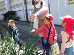 タマネギと背比べをしている様子