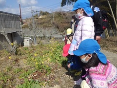 菜の花を見る様子