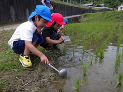 オタマジャクシを探している様子