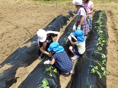 小学生と苗植えをしている様子