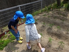 トマトの花を見ている様子