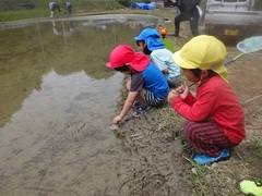 田んぼに入る生き物を探している様子