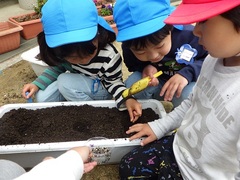 風船かずらの種を植える様子