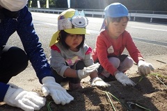 タマネギの苗植えの様子