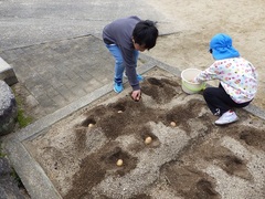 種イモを植えている様子