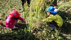 鎌を使って稲刈りをする幼児