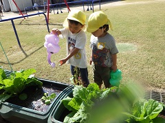 野菜の水やりをする幼児