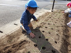 玉ネギの苗植えをする幼児