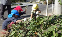 芋つるの様子を見る幼児