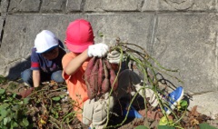 連なったサツマイモを掘った幼児