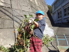 掘ったサツマイモを持ち上げる幼児