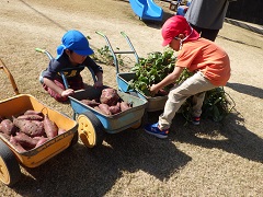 手押し車にのったサツマイモを見せ合う幼児