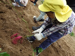 芋づるを引っ張る幼児