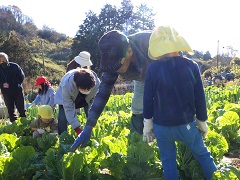 白菜の出来具合を教えてくれる地域の方