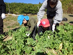 大根を収穫する親子