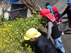 菜の花を見る幼児