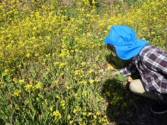 菜の花畑に何かを見付けた幼児